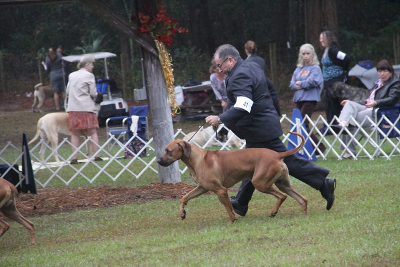 Ocala Dog Show Malabo APD Rhodesian Ridgeback Photos Malabo APD