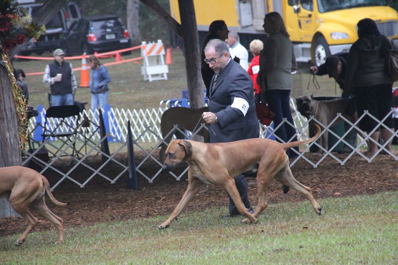 Ocala Dog Show Malabo APD Rhodesian Ridgeback Photos Malabo APD