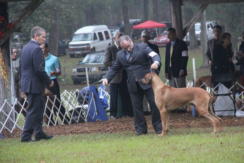 Ocala Dog Show Malabo APD Rhodesian Ridgeback Photos Malabo APD