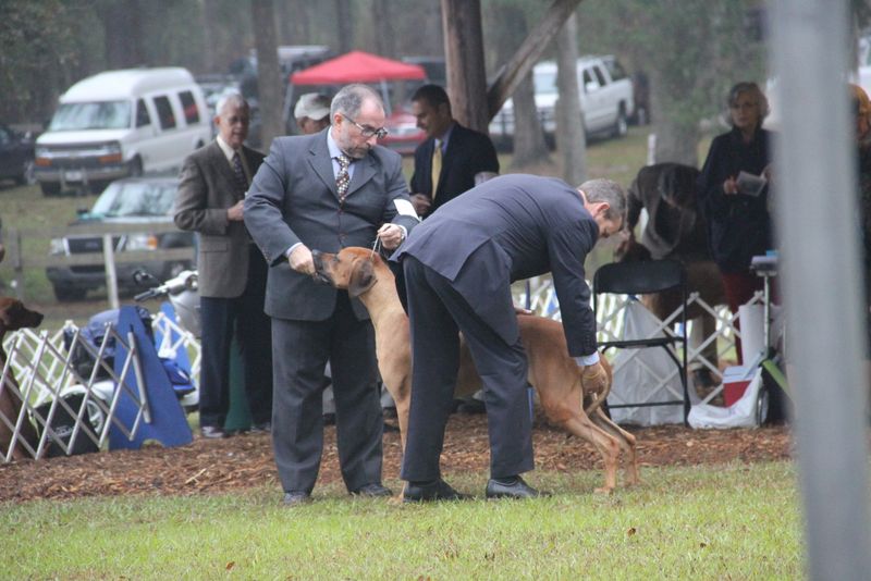 Ocala Dog Show Malabo APD Rhodesian Ridgeback Photos Malabo APD