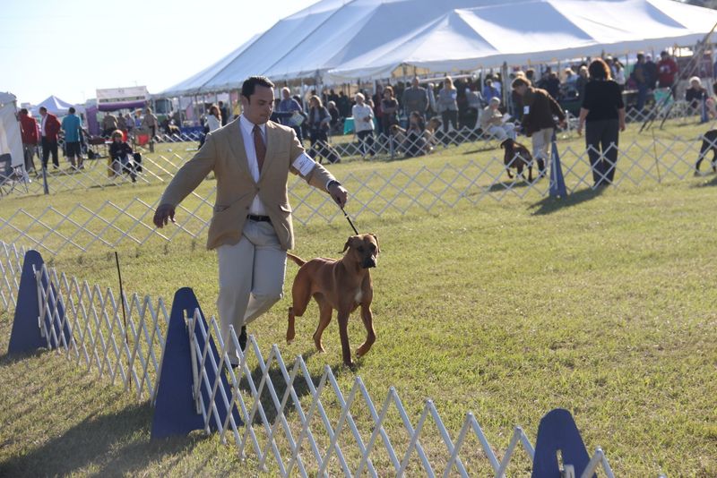 Ocala Dog Show Malabo APD Rhodesian Ridgeback Photos Malabo APD