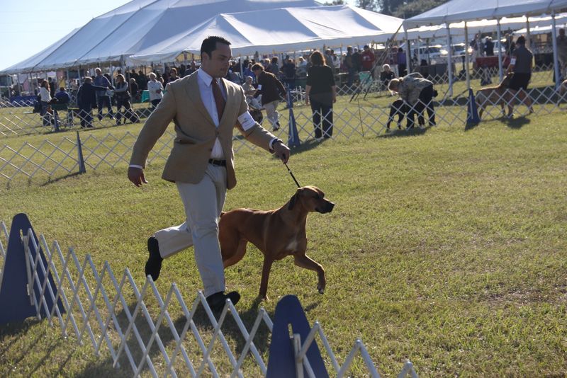 Ocala Dog Show Malabo APD Rhodesian Ridgeback Photos Malabo APD