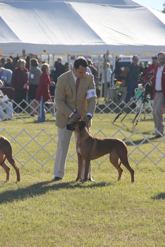 Ocala Dog Show Malabo APD Rhodesian Ridgeback Photos Malabo APD