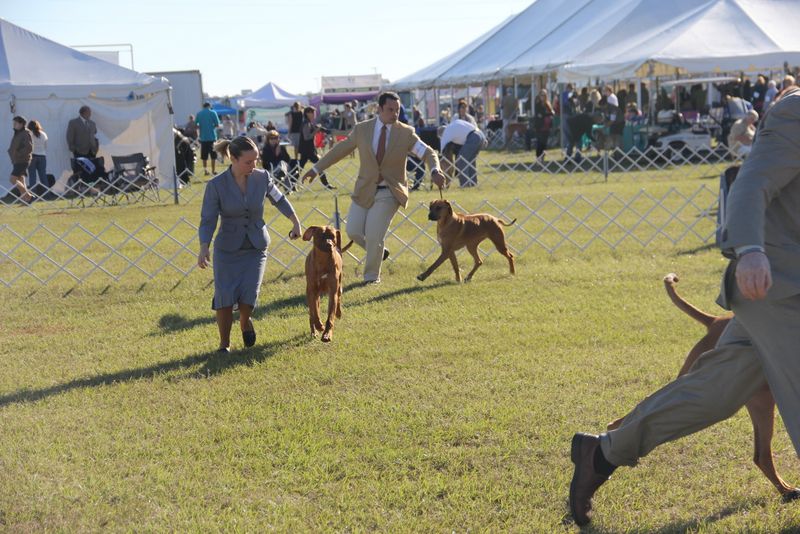 Ocala Dog Show Malabo APD Rhodesian Ridgeback Photos Malabo APD