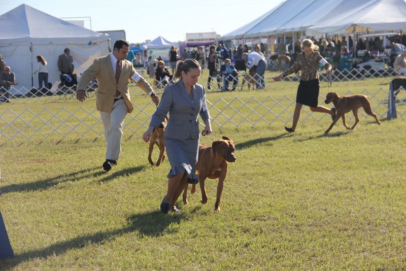 Ocala Dog Show Malabo APD Rhodesian Ridgeback Photos Malabo APD