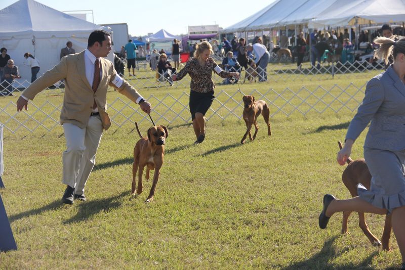 Ocala Dog Show Malabo APD Rhodesian Ridgeback Photos Malabo APD