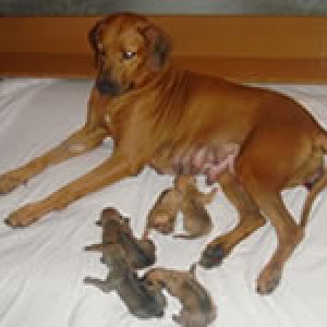 ninhada_de_baraca_altoona_kolwa_de_cardeiros_e_faar_tao_spring_valleys