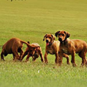 ninhada_de_ch_spring_valleys_great_gatsby_e_amch_rollings_shes_the_one