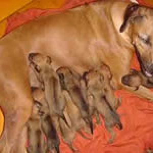 ninhada_de_gohar_of_malabo_apd_e_elektra_shot_the_target_malabo_apd