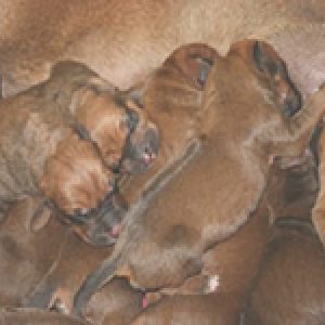 ninhada_de_nashiras_katano_of_ridgeville_e_of_amch_rollings_she_the_one