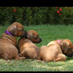 ninhada_de_nashiras_katano_of_ridgeville_e_off_afrikka_sprngvly