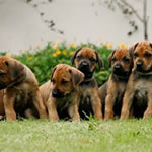 ninhada_de_prince_duke_of_serengeti_e_jakonas_charmed_one