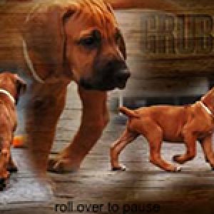 ninhada_de_prince_duke_of_serengeti_e_sidiboarani_cocoa_of_safari